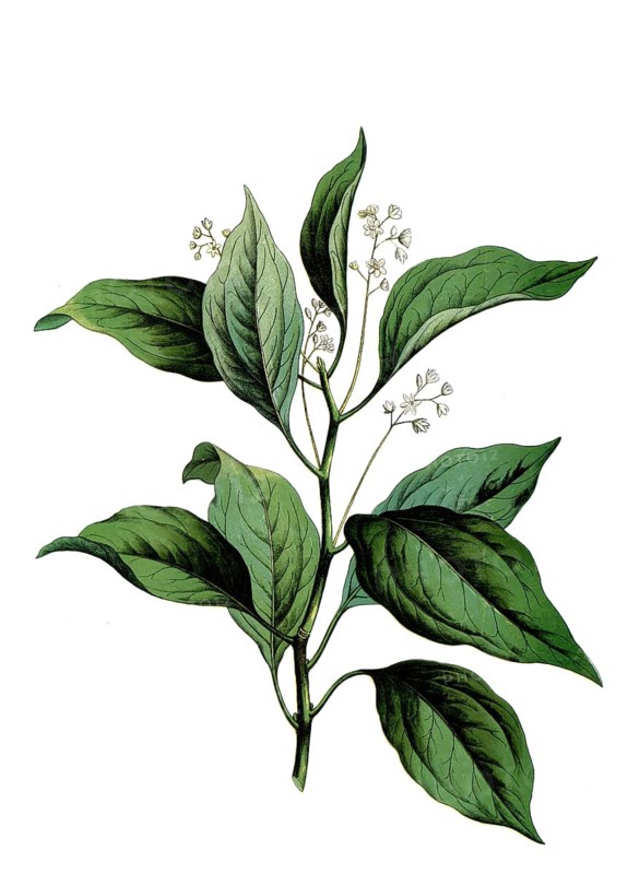 Camphor tree, camphor, Camphora officinalis, syn. Cinnamomum camphora, school picture, illustration, reproduction from a model from the 19th century. School picture, mural, authentic, file restored for optimal use, exact date of original unknown, historical