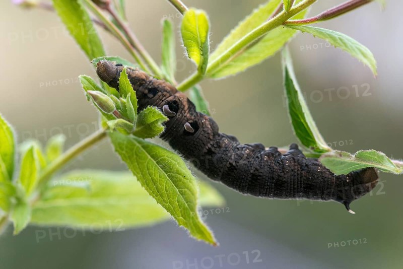 Deilephila Elpenor, medium wine swarmer, sphingidae, butterfly, elephant hawk moth, insects, large elephant hawk moth, moths, moths, moths, caterpillar, butterfly, swarmer, wine swarmer