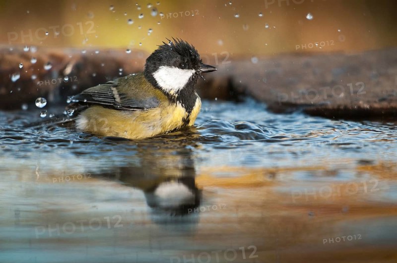 Great tit, great tit, parus major, bath, bird bath, birds, tit, passeri, songbirds, songbirds, tits, potions, birdbath, birds, watering place