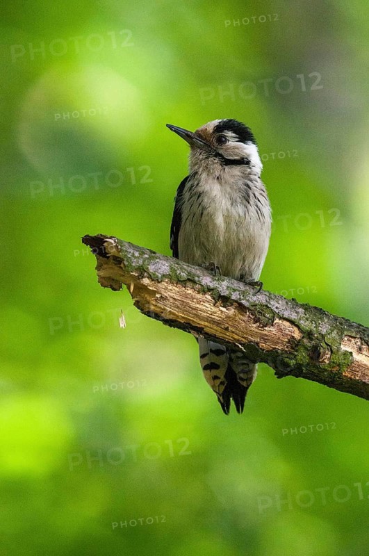 Dendrocopos minor, dryobates minor, small woodpecker, lesser spotted woodpecker, birds, high size, portrait format, piciforms, woodpeckers, birds, woodpecker