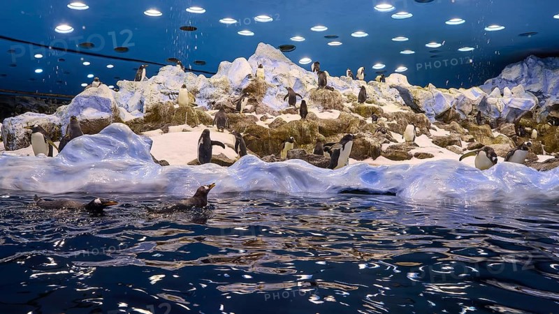 Penguin colony on snow-covered rocks with penguins in the water, Planet Penguin, Penguin (Spheniscidae), Loro Parque, Puerto de la Cruz, Tenerife, Canary Islands, Spain