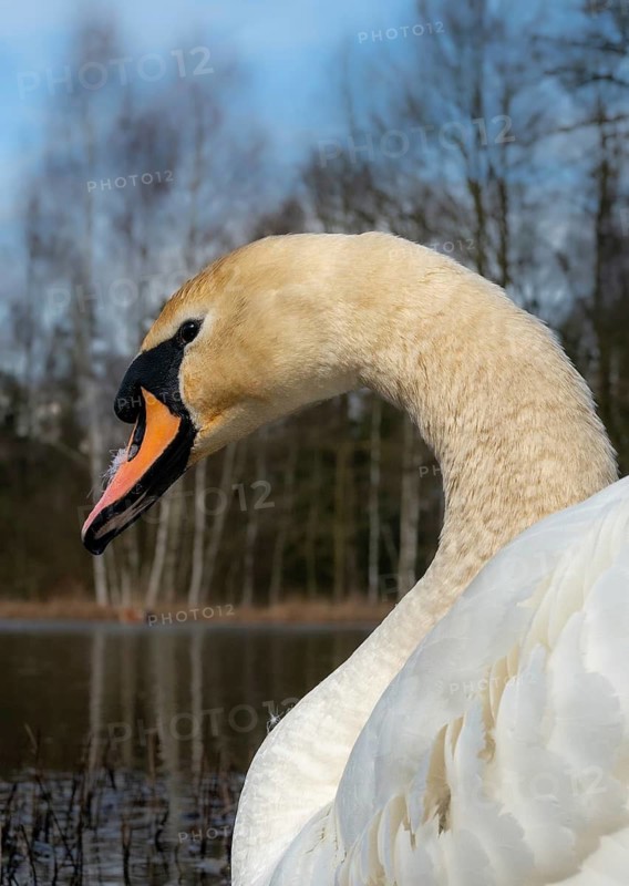 Cygnus olor, mute swan, anatidae, birds, duckbirds, spring, high size, portrait format, cusp swan, swans, swans, birds, waterbirds, waterbirds