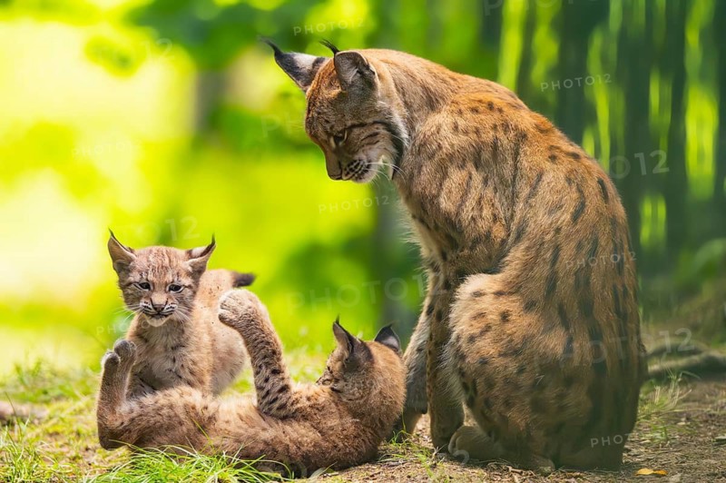 Eurasian lynx (Lynx lynx) mother with her youngsters (cubs) in a forest, Bavaria, Germany