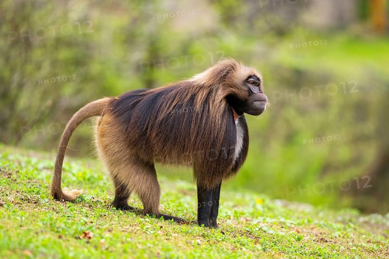 Gelada (Theropithecus gelada) male standing on a meadow, captive, distribution africa
