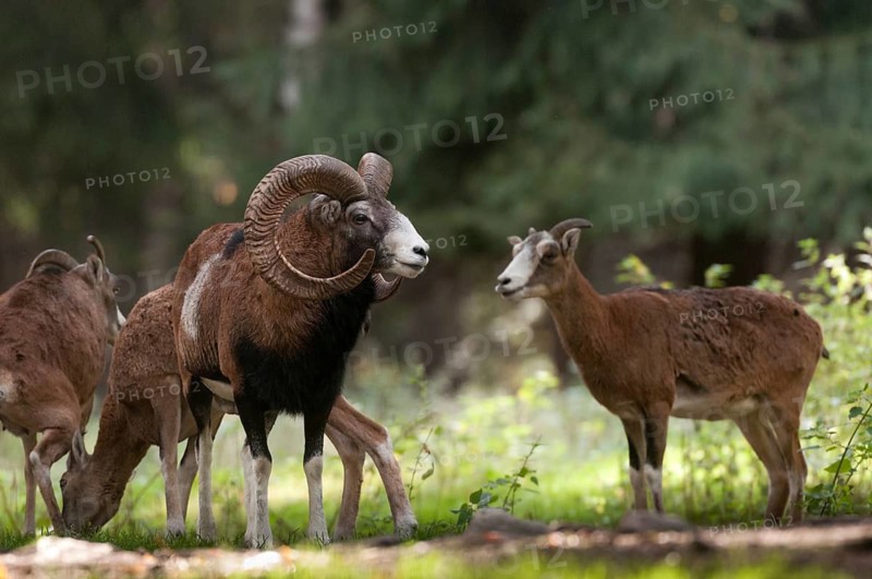 Artiodactyla, even-toed ungulate, mouflon, mouflon, mouflon, ovis gmelini musimon, cloven-hoofed, mammals, sheep, mammals, rams, game