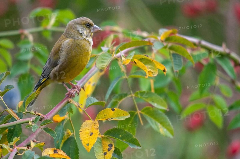 Carduelis chloris, chloris chloris, greenfinch, greenfinch, greenfinch, dog rose, pink canina, rosaceae, rose family, autumn, birds, dog rose, flora, hedge, autumn, passeri, plants, songbirds, birds
