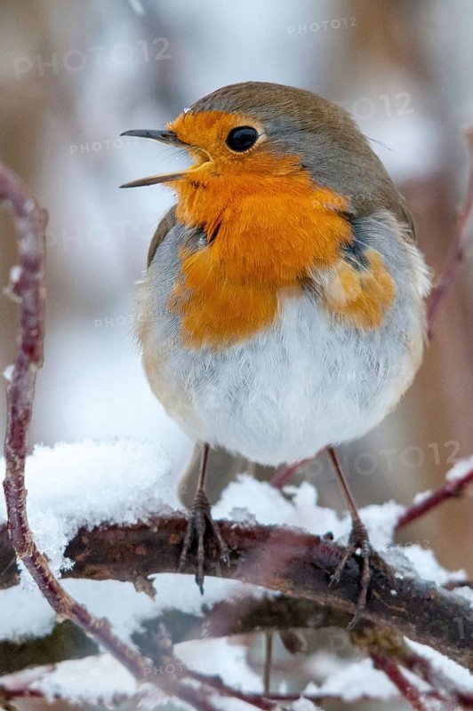 Erithacus rubecula, robin, robins, birds, song, high size, portrait format, passeri, snow, singing, songbirds, birds, winter