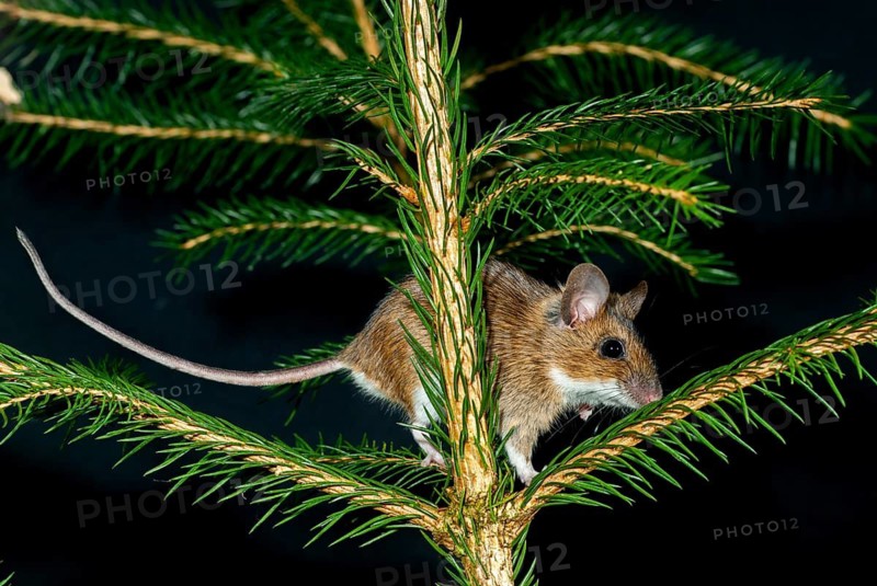 Apodemus flavicollis, yellow-necked mouse, rodents, rodentia, yellow-necked mouse, mammals, mouse, muroids, mice, rodents, mammals