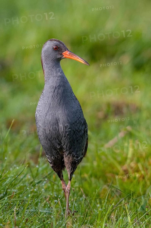 Rallus aquaticus, water rail, birds, gruiformes, high size, portrait, crane birds, rails, railings, rallidae, birds, waterbirds, waterbirds, waterbirds, waterbirds