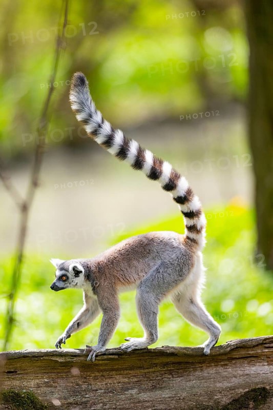 Ring-tailed lemur (Lemur catta) walking on an old tree trunk, captive, Germany