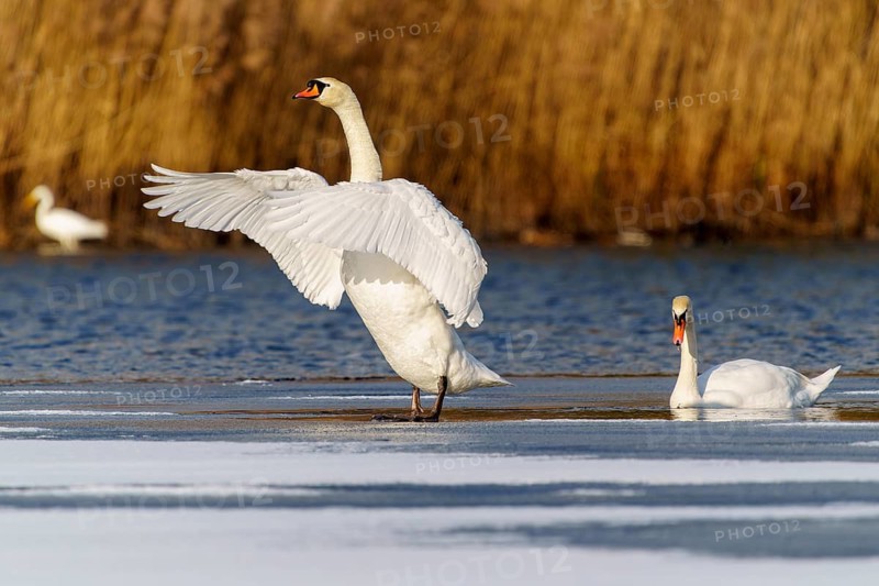 Mute swan (Cygnus olor), wildlife, Germany, two swans, one with its wings raised, in a tranquil winter landscape by the water's edge