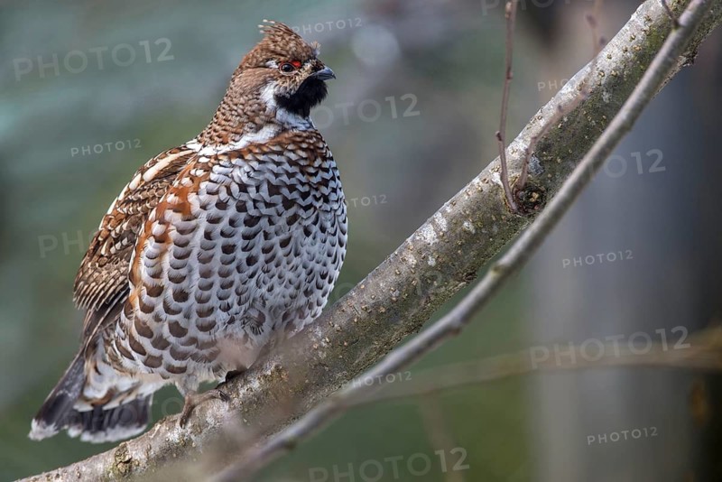 Bonasa bonasia, common hazelhen, pheasant grouse, hazel grouse, hazel hen, hazelhen, northern hazel grouse, tetrao bonasia, tetrastes bonasia, birds, chickens, galliformes, chicken, chicken birds, phasianidae, grouse, tetraonidae, birds