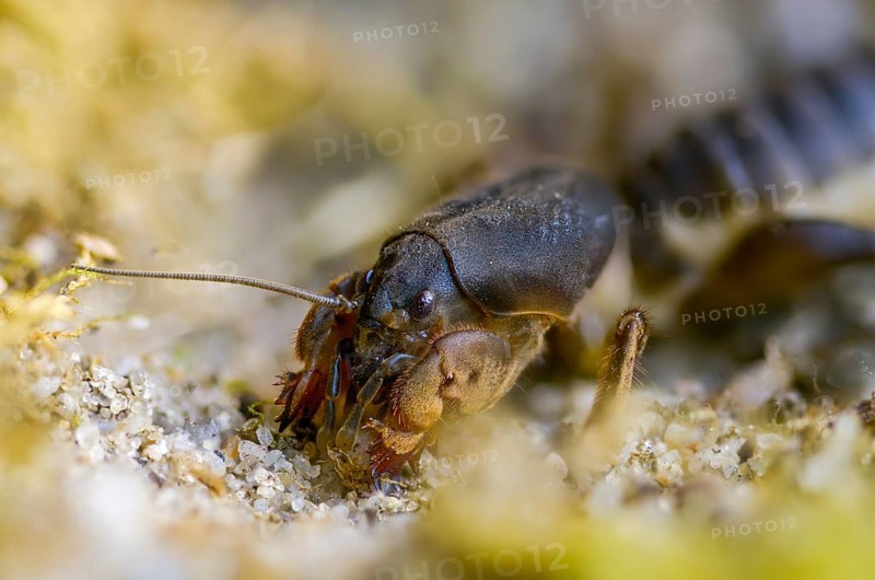 European mole cricket, grasshoppers, gryllotalpa gryllotalpa, half-devil, youth form, mole crickets, werre, dwarf, ensifera, grasshoppers, insects, insects, long-feeler scare, nymph
