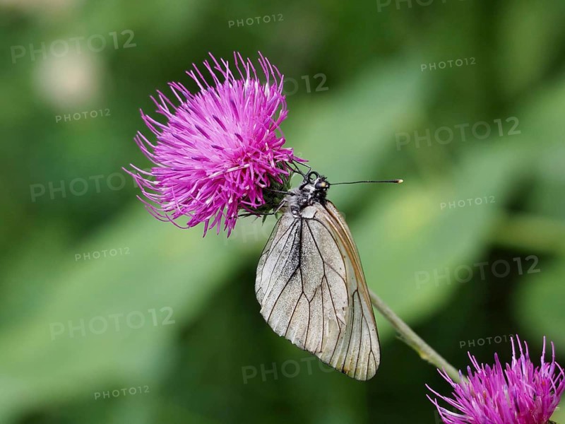 A butterfly, the black-veined white (Aporia crataegi), rests on a purple flower against a green background, Goms, Canton of Valais, Switzerland
