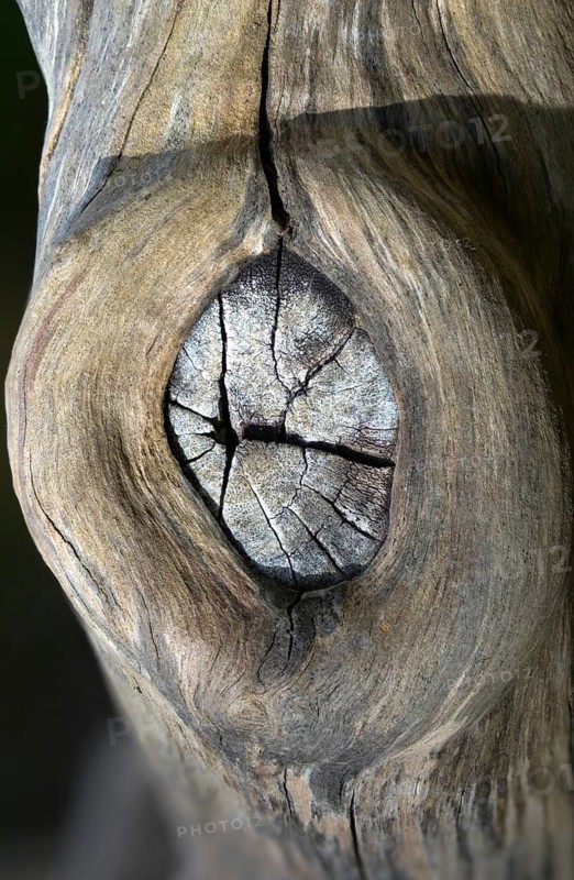Deadwood, detail, high size, portrait format, dead wood, decay, decay