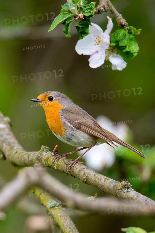 Erithacus rubecula, robin, robins, birds, high size, portrait format, passeri, songbirds, birds