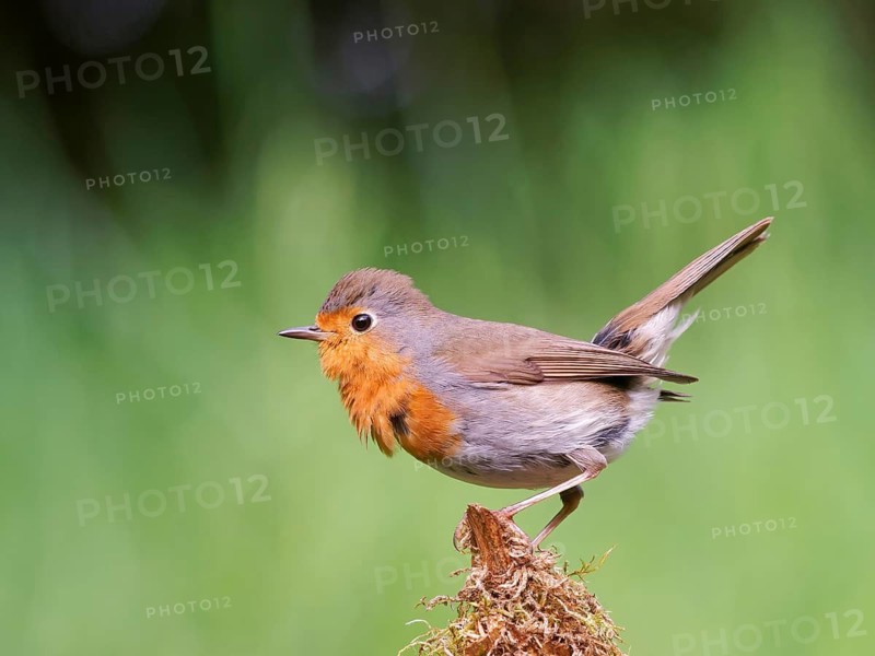 Robin (Erithacus rubecula) sitting on a mossy root, Solms, Hesse, Germany