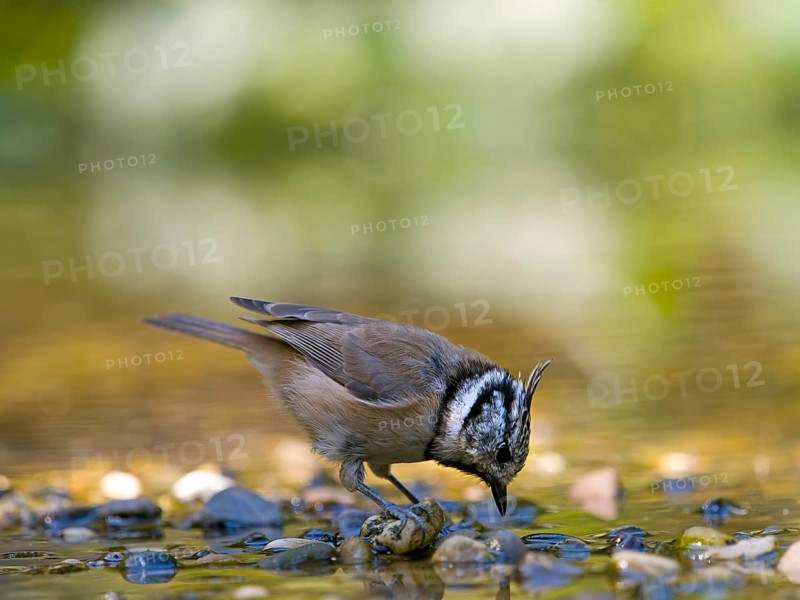 A crested tit (Parus cristatus) is standing on a gravel bank in shallow water, drinking, Hesse, Germany