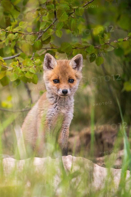 Carnivora, predators, red fox, vulpes vulpes, fox, adolescent, high size, portrait, juvenile, mammals, raptors, mammals, mammals, puppies