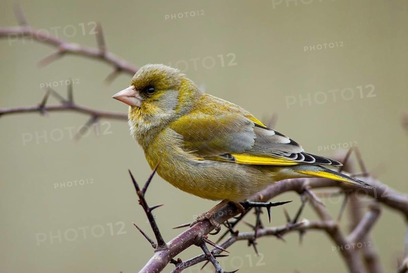 Carduelis chloris, chloris chloris, greenfinch, greenfinch, greenfinch, birds, male, passeri, songbirds, birds