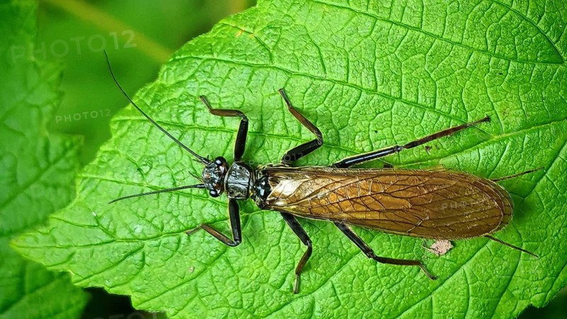A close-up of a fringed stonefly (Perla marginata) perched on a large green leaf, Steinachklamm, Frankenwald nature park Park, Upper Franconia