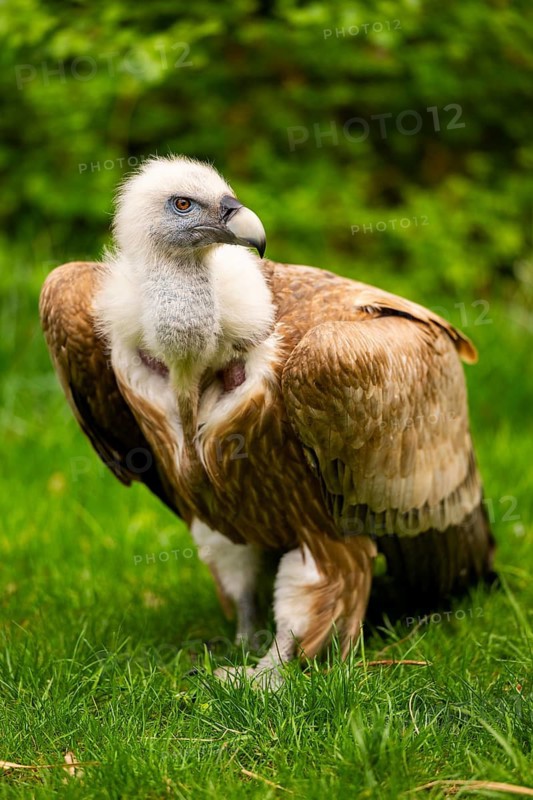 Griffon Vultures (Gyps fulvus) walking on a meadow in spring, bavaria, Germany