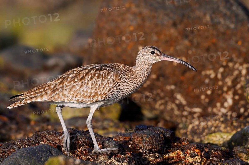 Whimbrel (Numenius phaeopus), Fuerteventura, Canary Islands, Spain