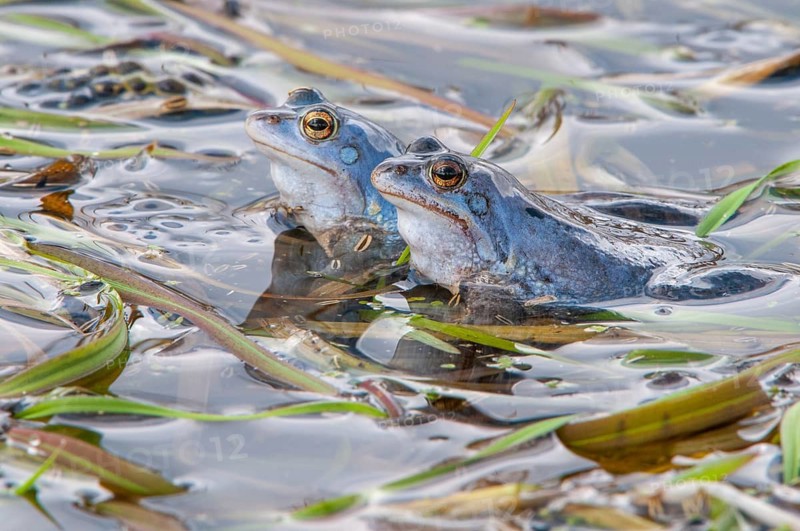 Blue moor frog (Rana arvalis) mating in the moor, Goldenstedter Moor, Lower Saxony, Germany