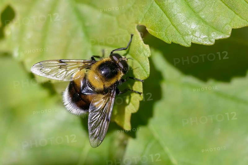 Bumblebee woodhoverfly, hoverflies, Syrphidae, Volucella bombylans f. plumata, diptera, insects, two-winged birds