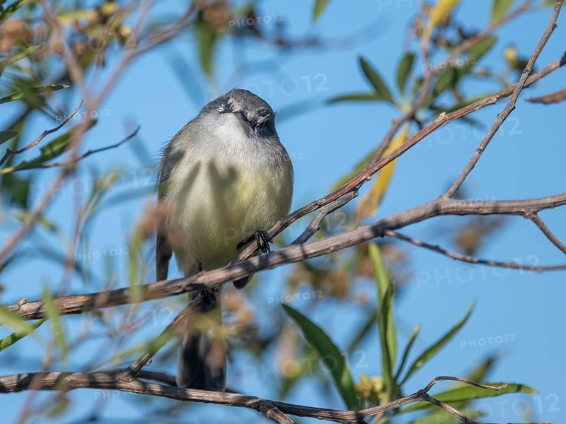 A white-crested tyrant (Serpophaga subcristata), a tiny bird from the family Tyrannidae (tyrants or flycatchers), perches on a twig facing the camera, Buenos Aires, Argentina