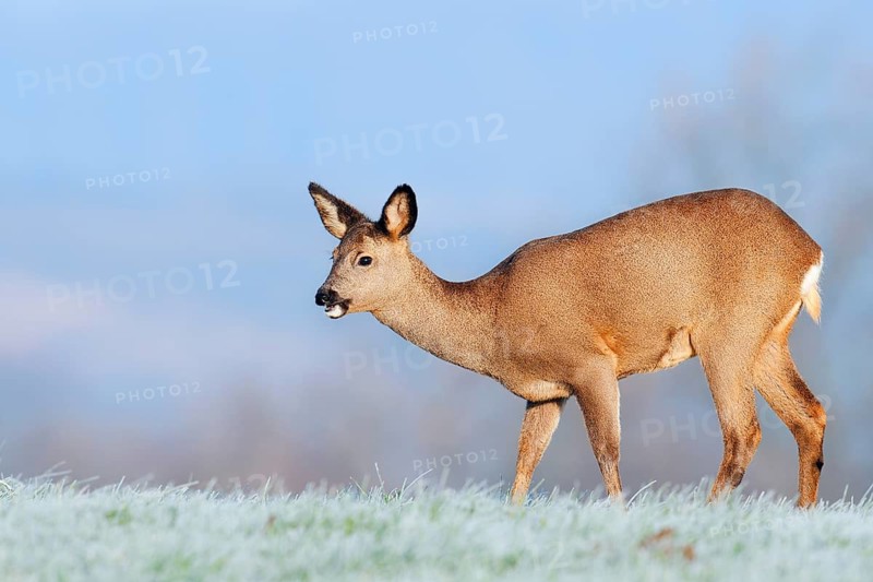 European roe deer (Capreolus capreolus), doe standing in a meadow with hoarfrost, Lower Saxony, Germany