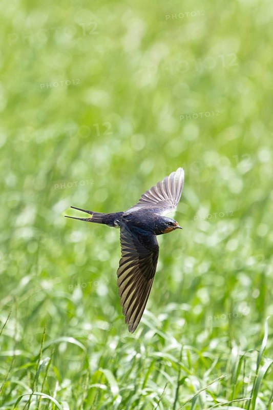 The swallow glides through the air with outstretched wings over meadows, a barn swallow (Hirundo rustica) in flight over a green meadow, Mecklenburg-Western Pomerania, Rügen, Germany