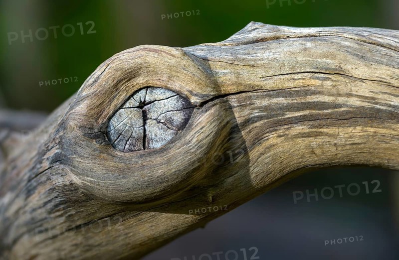 Deadwood, detail, dead wood, decay, decay