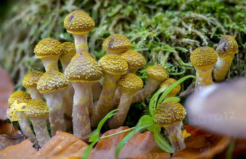Armillaria mellea, Armillariella cerasi, Armillariella mellea, Armillariella nigritula, golden yellow honey mash, honey fungus, honey yellow honey mash, stuppling, fungi, fungi, mushrooms