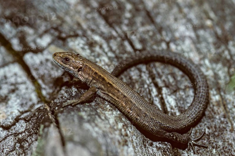Mountain lizard, Lacerta vivipara, bog lizard, viviparous lizard, zootoca, common lizard, critters, lizards, lizard, adolescent, juvenile, reptilia, reptiles