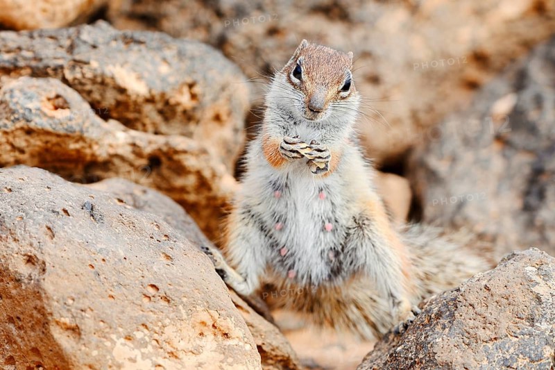 Atlantic ground squirrel or North African bristly ground squirrel (Atlantoxerus getulus), a female standing on rocks and feeding, Fuerteventura, Canary Islands, Spain