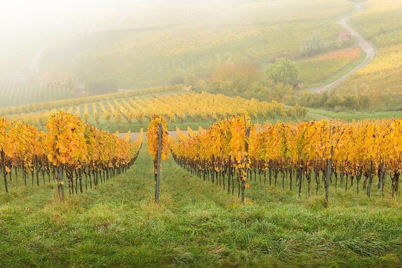 Foggy autumn day in hilly vineyards with yellow leaves, basket in the Rems Valley, Baden-Württemberg, Germany