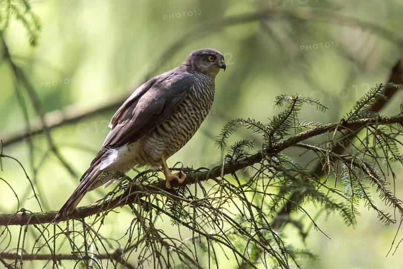 Accipiter Nisus, Accipitriformes, Sparrowhawk, Sparrowhawk, Birds of Prey, Raptors, Birds