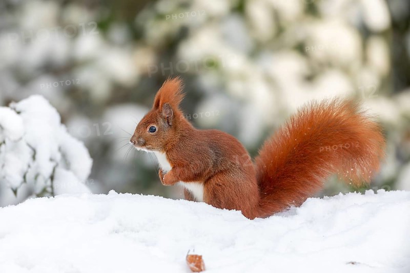 Before the squirrel (Sciurus vulgaris) collects another hazelnut, the surroundings are observed from a safe distance, because danger from the hawk is always imminent, winter, snow, cold, sweet, cute, winter supply, December, Germany