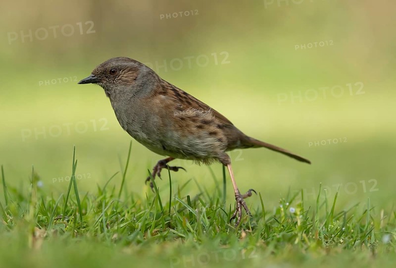 Dunnock or Hedge sparrow (Prunella modularis) adult garden bird on a grass lawn, Suffolk, England, United Kingdom
