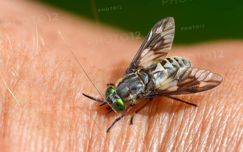 Brachycera, brake, chrysops relictus, flies, golden eye brake, tabanidae, diptera, female, insects, twin-lobed deerfly, female, two-winged