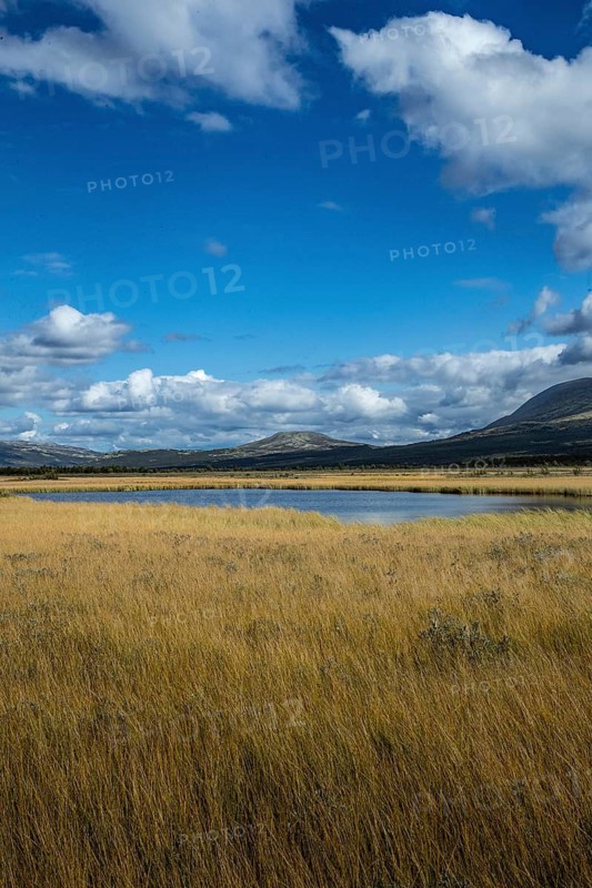 Yellow meadow under blue sky with clouds and mountains in the background, landscape in the mountains, Dovrefjell-Sundalsfjella National Park, Norway