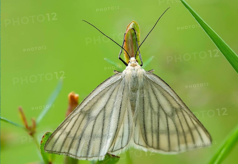 Geometridae, hard mouse moth, black vein moth, Siona lineata, moth white, moth, butterfly, insects, moths, moths, moths, butterfly