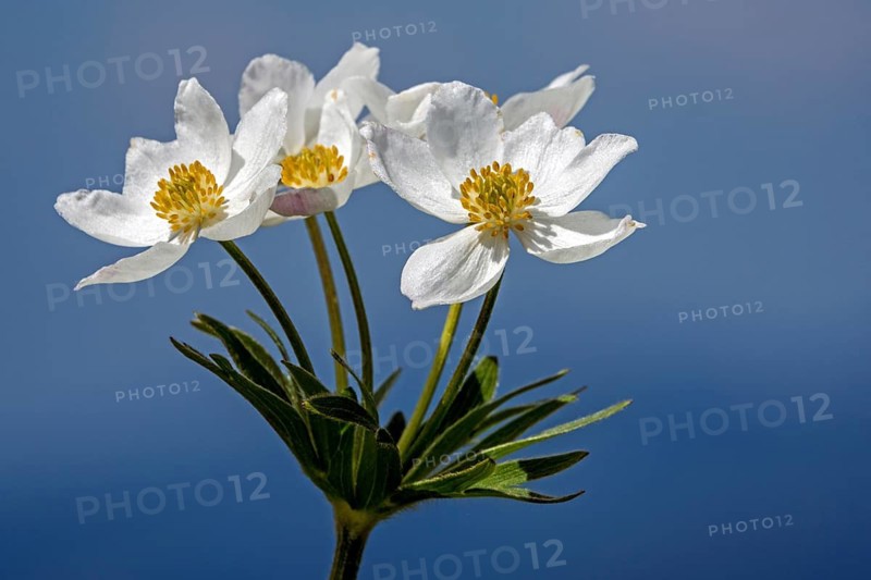 Daffodil anemone (Anemone narcissiflora), also known as the daffodil-flowered anemone or Alpine anemone, in bloom, close-up, Fellhorn, in bloom, Oberstdorf, Oberallgäu, Allgäu, Bavaria, Germany
