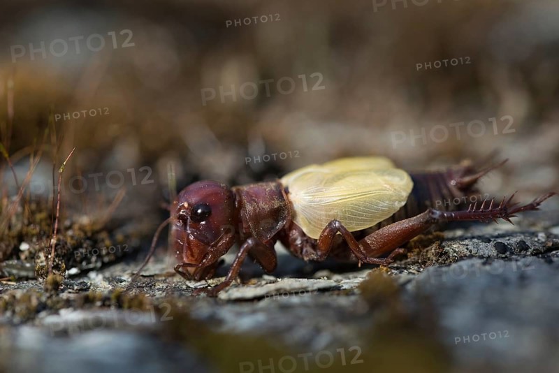 Field cricket, Gryllus campestris, ensifera, field cricket, crickets, hatching, skin, molting, insects, long-feeler scare, molt, hatching, slough