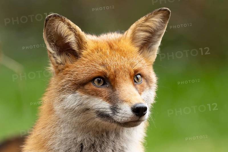 Red fox (Vulpes vulpes) adult animal head portrait, England, United Kingdom