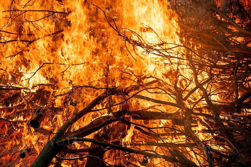 Branches burn in bright, intense fire with blazing flames, Finland
