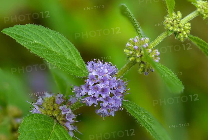Field mint, field mint, grain mint, field mint, flora, mint, orn mint, plants, wild mint