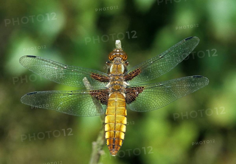 Broad-Bodied Chaser, Libellula Depressa, Flatbelly, Anisoptera, Damselflies, Dragonflies, Female, Insects, Leo, Dragonflies, Odonata, Female