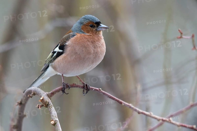 Chaffinch, Fringilla Coelebs, Birds, Male, Passeri, Songbirds, Birds